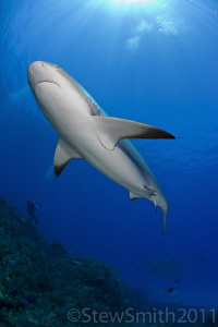 Caribbean Reef Shark cruises above me by Stew Smith 